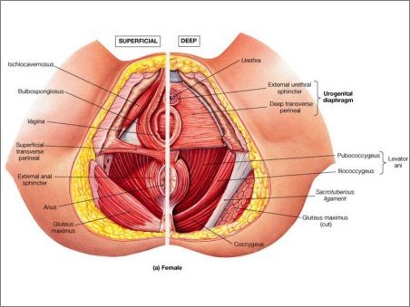 pelvic anatomy